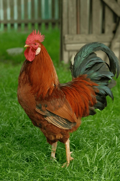 Brown Rooster